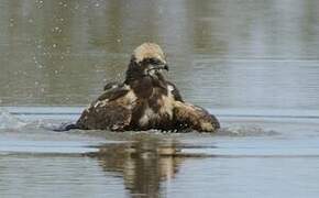 Western Marsh Harrier