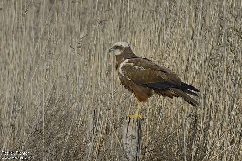 Western Marsh Harrier female adult breeding, identification