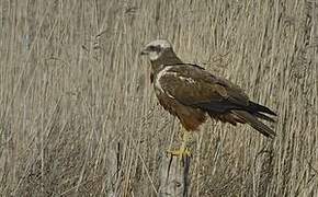 Western Marsh Harrier