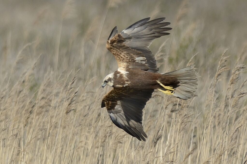 Western Marsh Harrier female adult, Flight