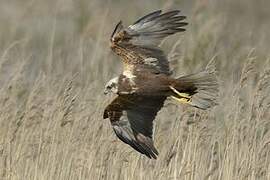 Western Marsh Harrier