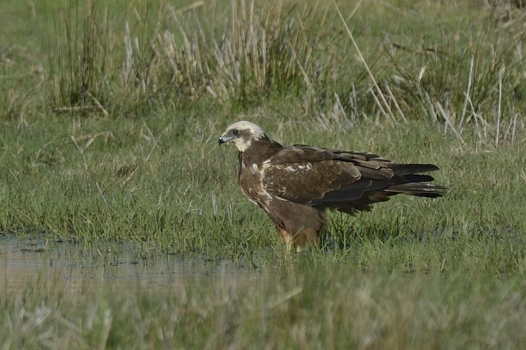 Western Marsh Harrier female adult, habitat