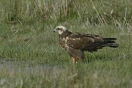 Western Marsh Harrier