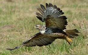 Common Buzzard