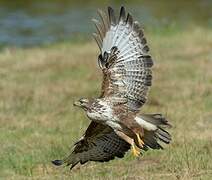 Common Buzzard