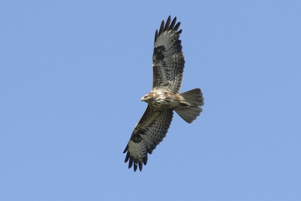 Common Buzzardadult breeding, Flight