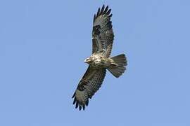 Common Buzzard