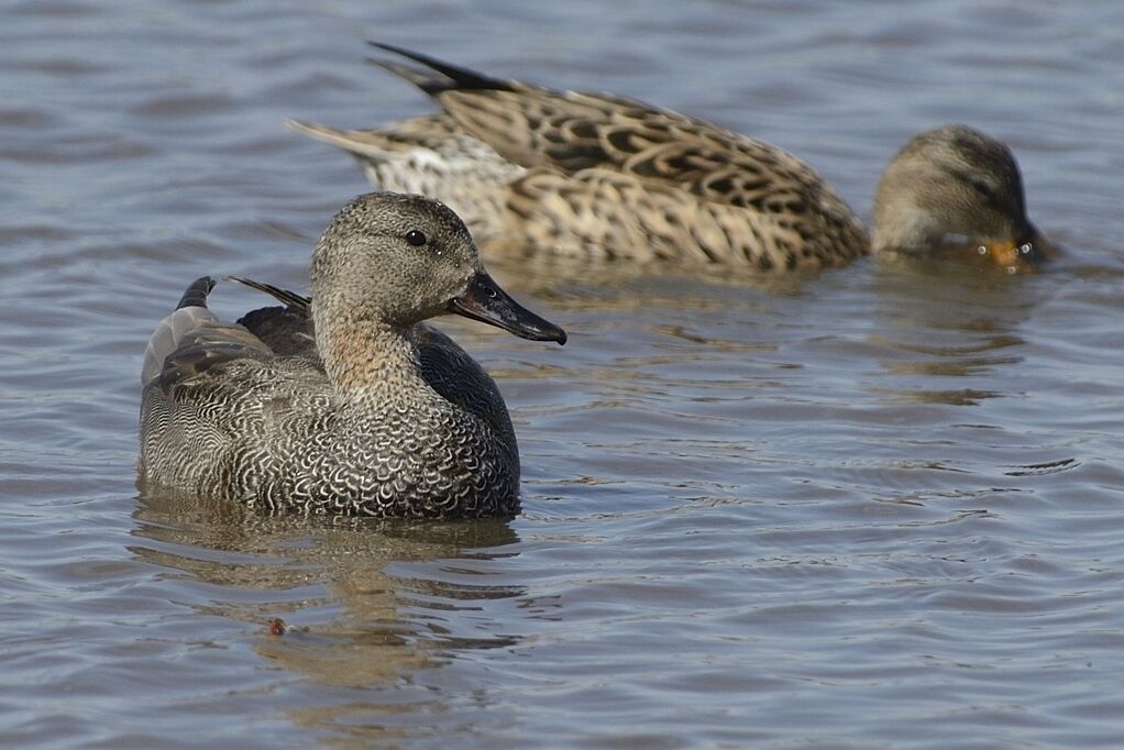 Canard chipeauadulte transition