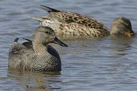 Canard chipeau