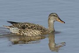 Canard chipeau