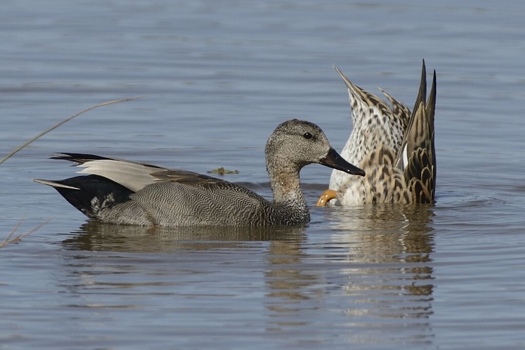 Canard chipeauadulte transition