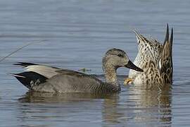 Canard chipeau