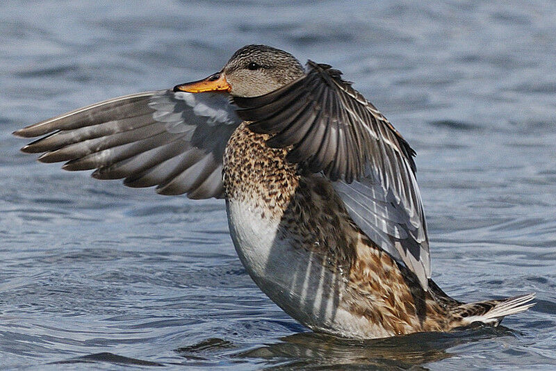 Canard chipeau femelle adulte