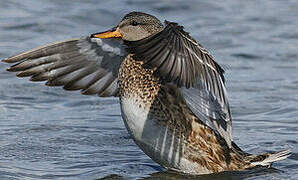 Gadwall