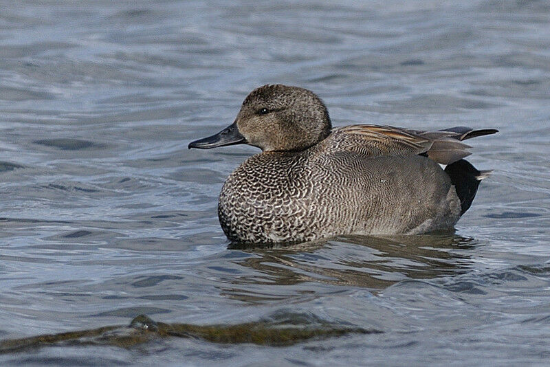 Gadwall male adult, identification