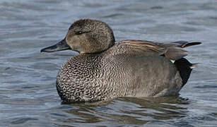 Gadwall