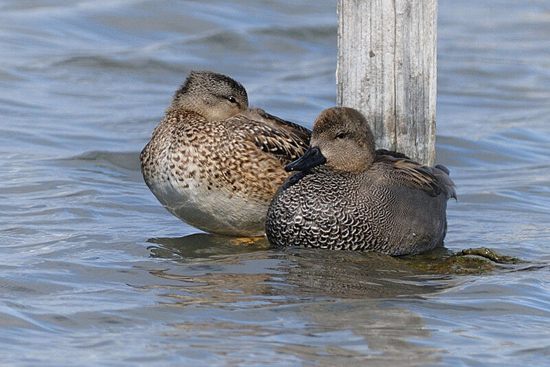 Gadwall adult