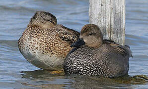 Gadwall