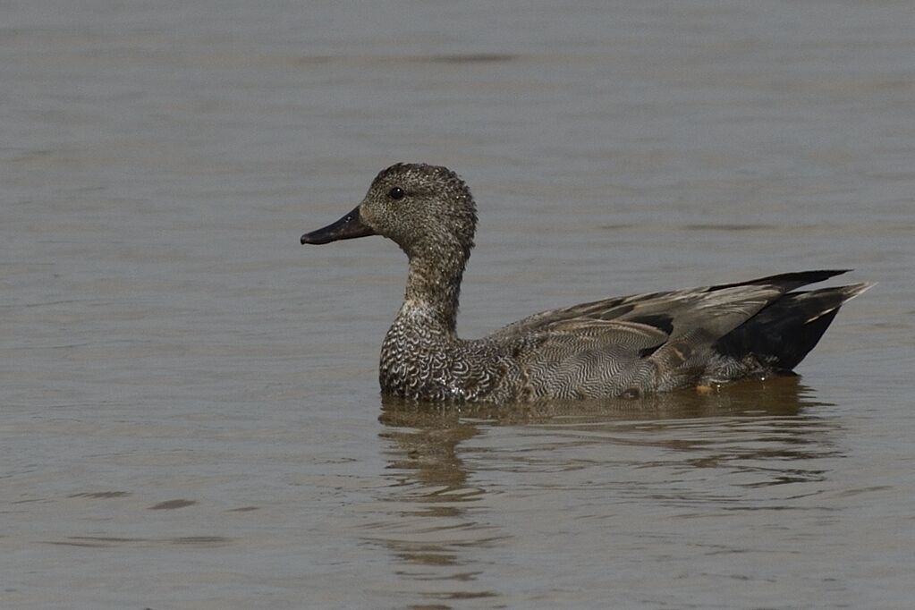 Gadwall male adult breeding, identification