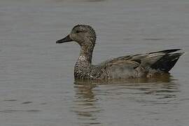 Gadwall