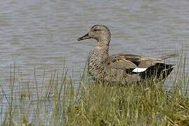 Canard chipeau