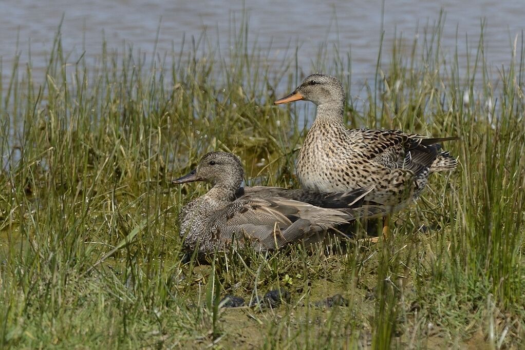 Canard chipeauadulte transition