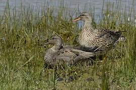 Gadwall