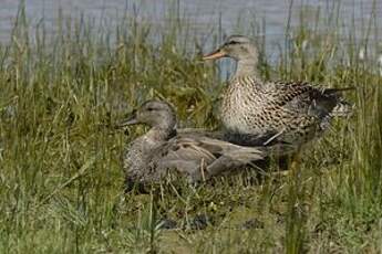 Canard chipeau