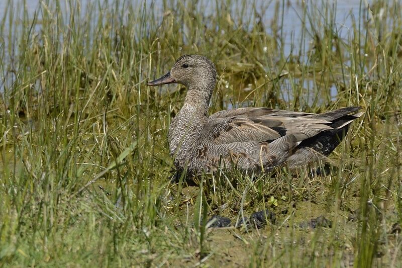 Gadwall male Second year