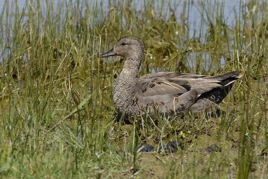 Gadwall male Second year