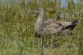 Gadwall