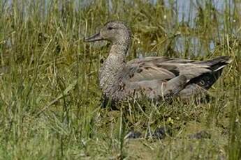 Canard chipeau