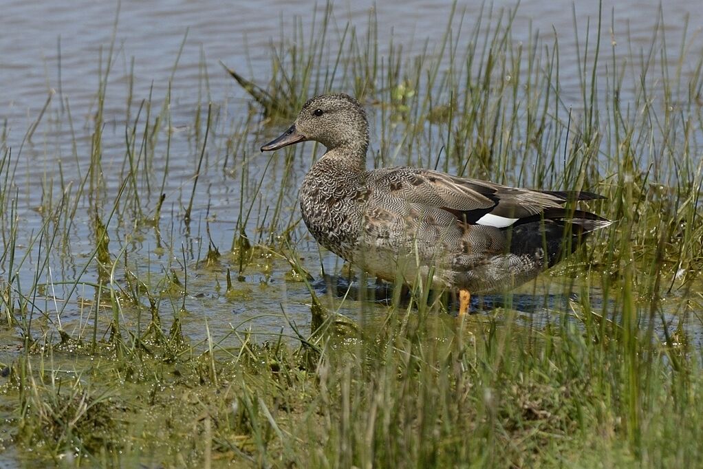 Gadwall male Second year