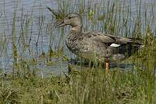 Canard chipeau