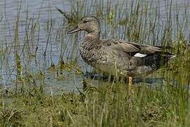 Canard chipeau