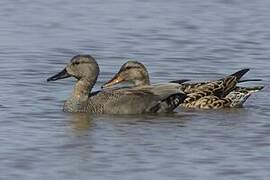 Gadwall