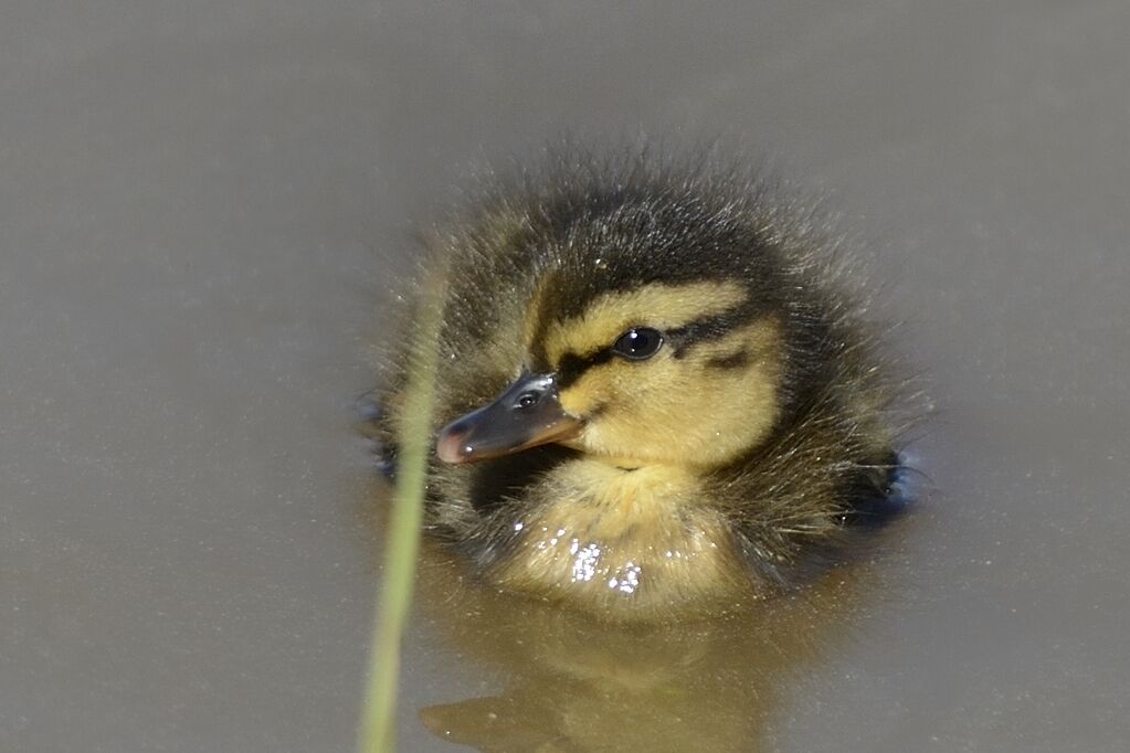 Canard colvertPoussin, portrait