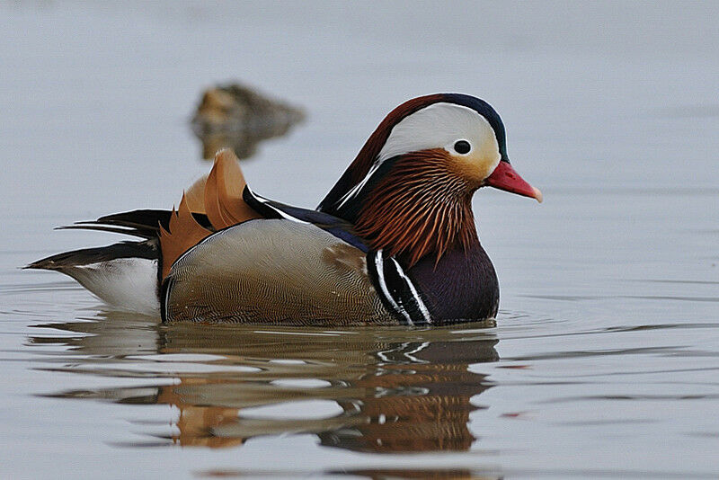 Canard mandarin mâle adulte