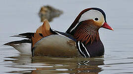 Canard mandarin