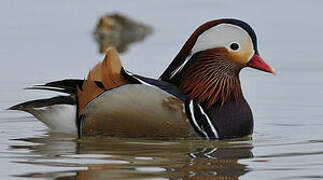 Mandarin Duck