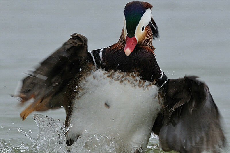 Mandarin Duck male adult