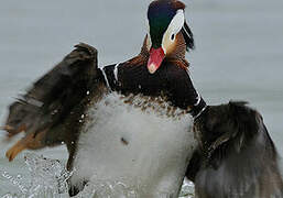 Canard mandarin