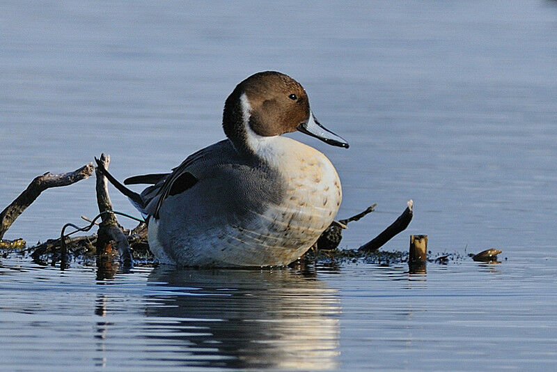 Canard pilet mâle adulte