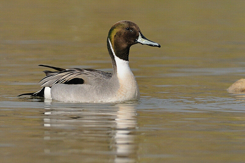 Canard pilet mâle adulte