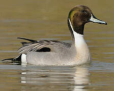 Northern Pintail