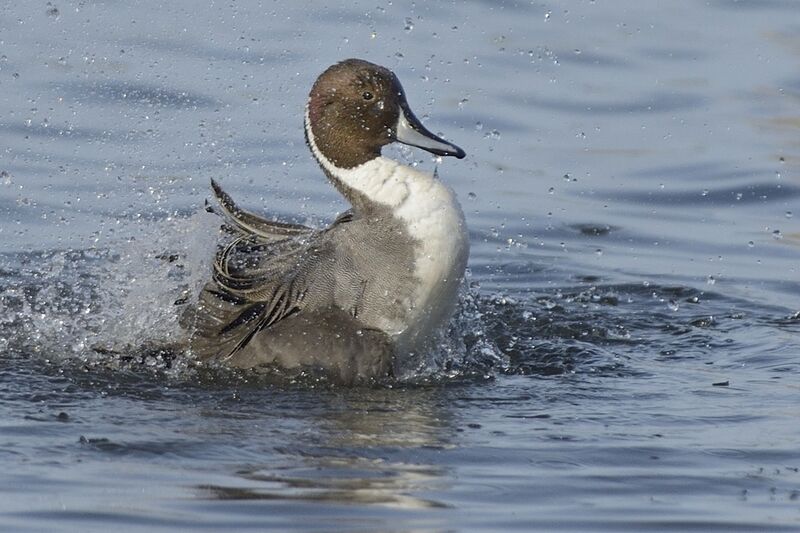 Northern Pintail male adult, care