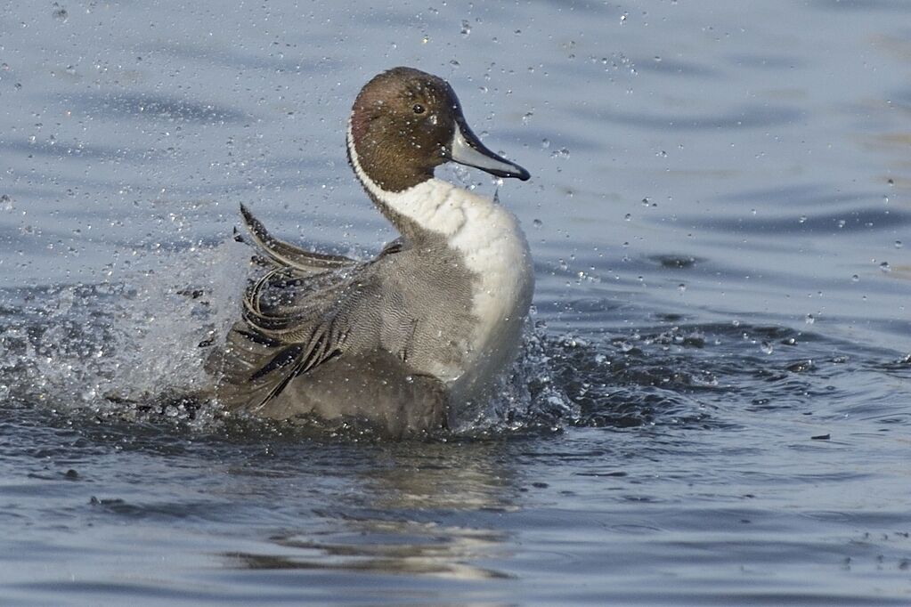 Canard pilet mâle adulte, soins