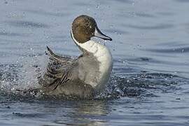 Northern Pintail