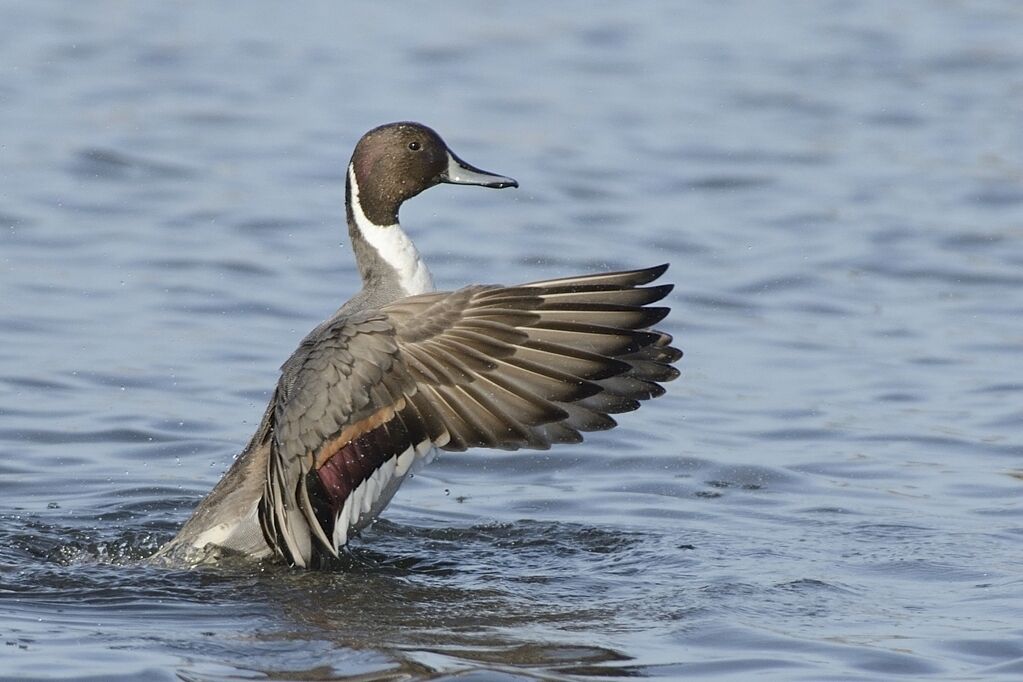 Canard pilet mâle adulte