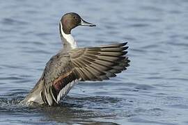 Northern Pintail